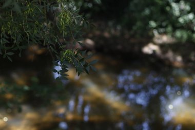 Suyun yüzeyindeki ağaçların yansıması.