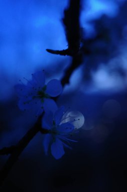 Bir bahar akşamında açan çiçekler