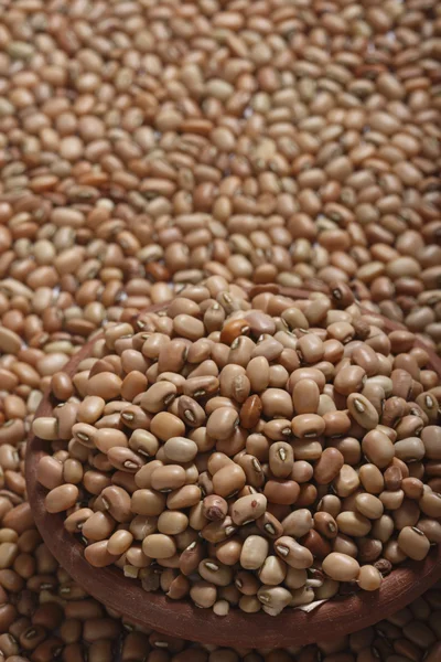 Sojabönor - en baljväxt som ofta används som grönsak — Stockfoto