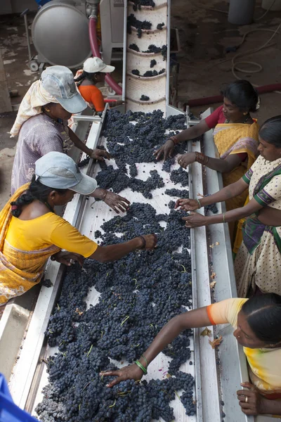 Processo de vinificação com uvas vermelhas Fotografia De Stock