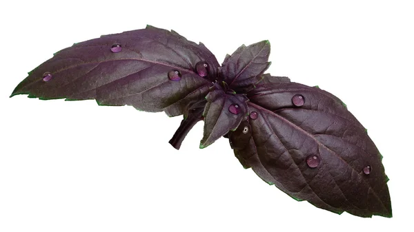 Фиолетовый базилик изолирован на белом — стоковое фото