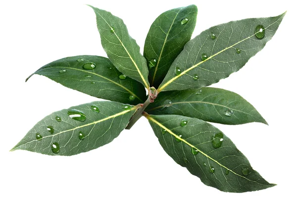 Bay laurel leaves — Stock Photo, Image