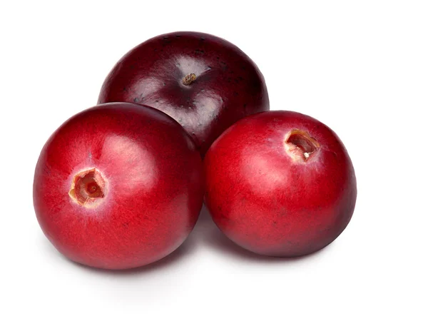 Wild cranberry terisolasi — Stok Foto