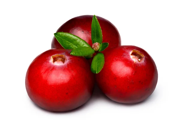 Wild cranberry terisolasi — Stok Foto