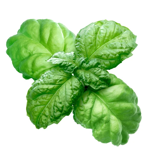 Lettuce leaf basil — Stock Photo, Image