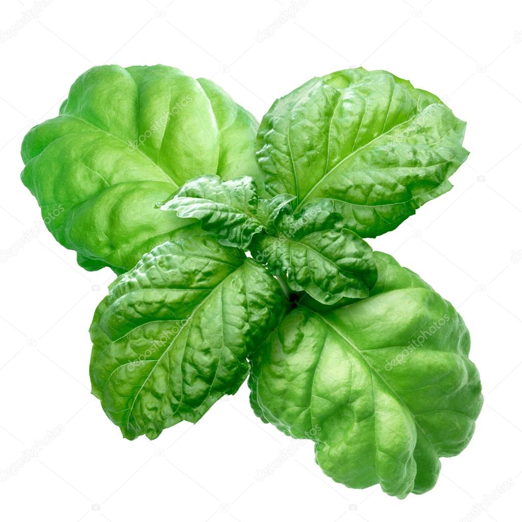 Lettuce leaf basil Stock Photo by ©maxsol7 101224128