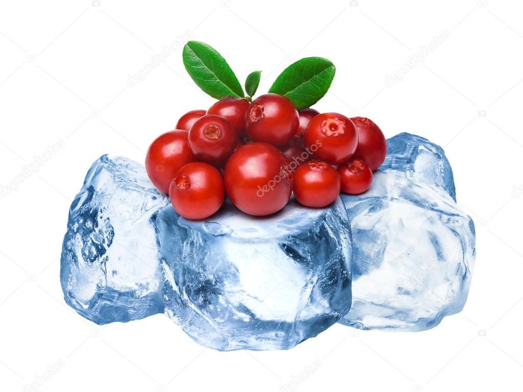 Frozen lingonberries isolated