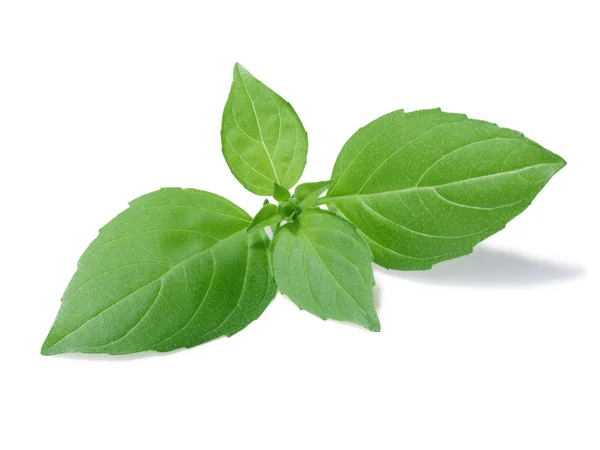 Spice globe basil leaves — Stock Photo, Image