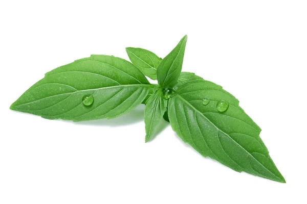 Spice globe basil leaves — Stock Photo, Image