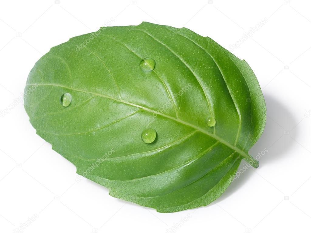 Single basil leaf Stock Photo by ©maxsol7 106189442