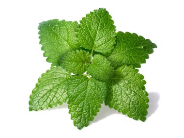 Limon merhemi (Melissa officinalis)