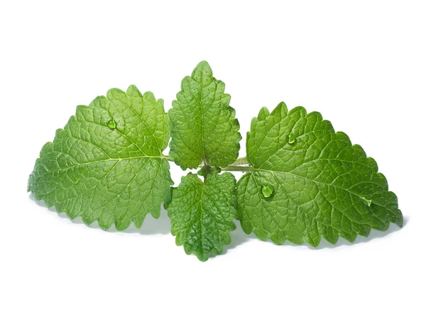 Lemon balm (Melissa officinalis) — Stock Photo, Image