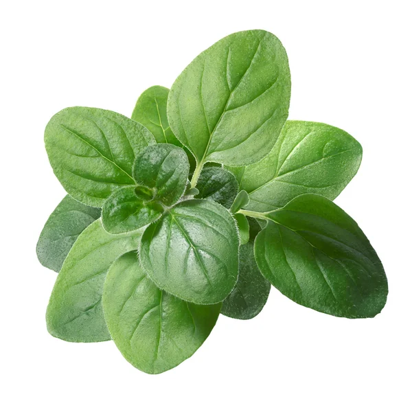 Oregano (Origanum vulgare) lämnar — Stockfoto