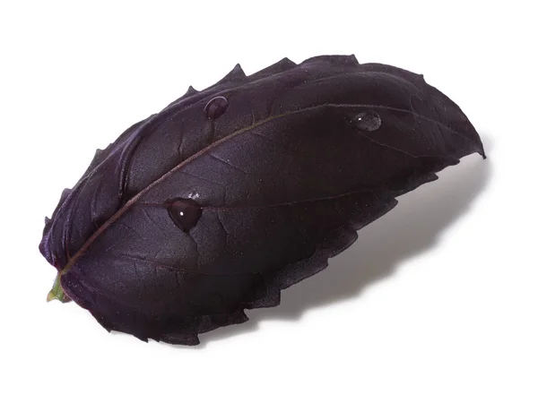 Пурпурный лист базилика с несколькими капельками — стоковое фото