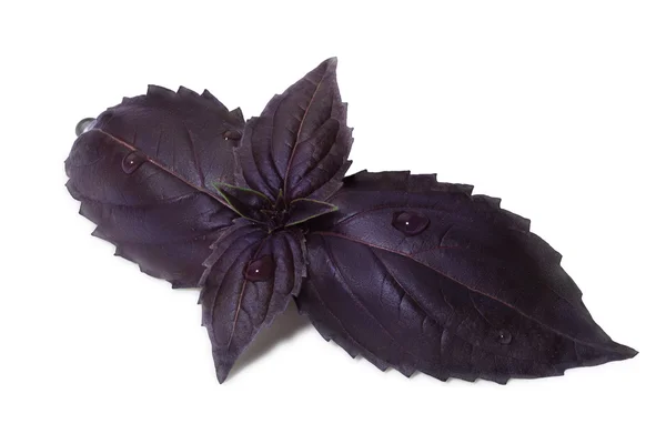 Фиолетовые листья базилика с несколькими капельками — стоковое фото
