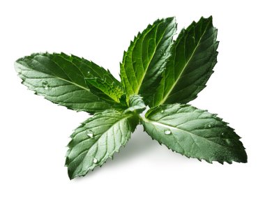 Peppermint (sweet mint) leaves clipart