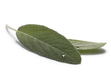 Adaçayı (Salivia Officinalis) yaprakları