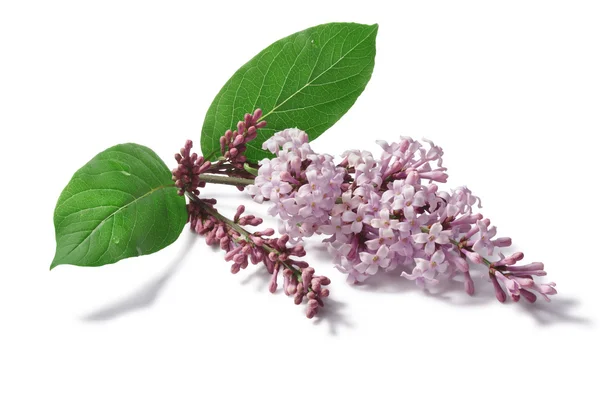 Syringa (Lilac) flowers — Stock Photo, Image