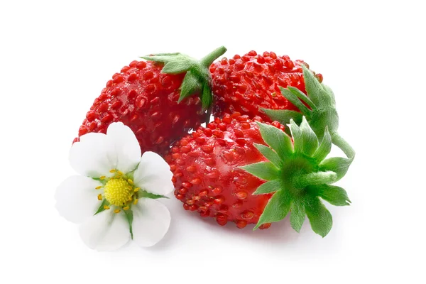 Morango alpino (Fragaria vesca ) — Fotografia de Stock