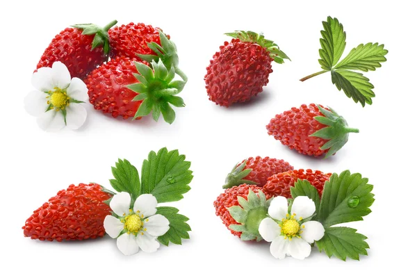 Set of Alpine strawberries (Fragaria vesca), clipping paths — Stock Photo, Image