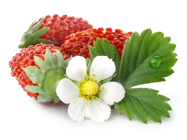 Fraise des Alpes (Fragaria vesca) ) — Photo