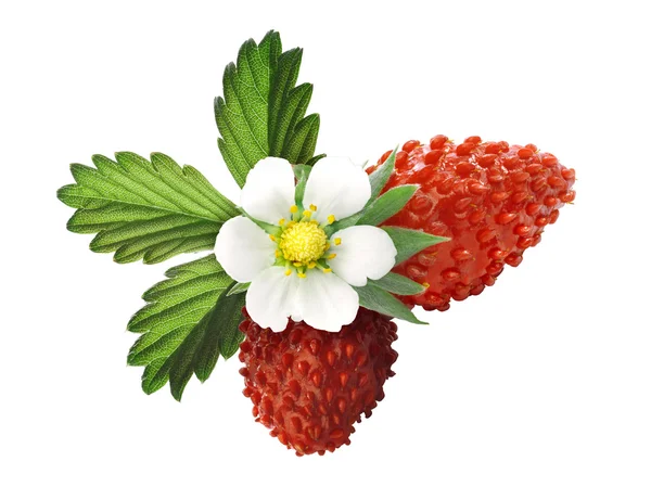 Alpesi eper (Fragaria vesca) — Stock Fotó