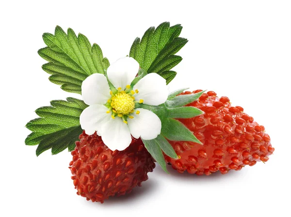 高山草莓 （野草莓) — 图库照片