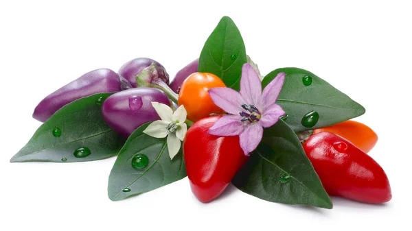 Arco-íris boliviana quente pimentas (Capsicum Annuum) — Fotografia de Stock