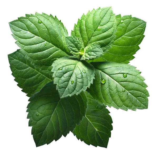 신선한 박하 잎 (Mentha Piperita) — 스톡 사진