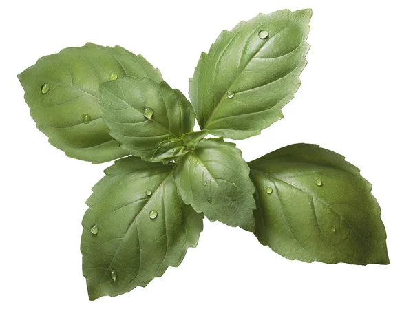 Holy basil (Ocimum sanctum) leaves — Stock Photo, Image