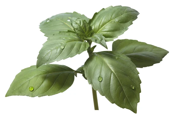 Holy basil (Ocimum sanctum) leaves — Stock Photo, Image