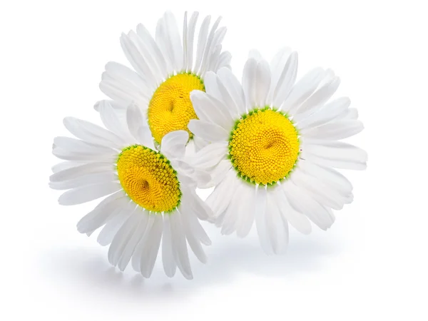 Arkadan aydınlatmalı papatya çiçeği