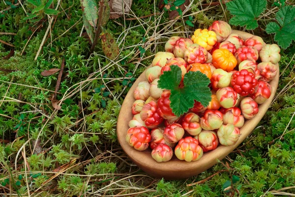 Μπολ με cloudberries στην τα βρύα — Φωτογραφία Αρχείου