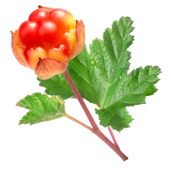 Клубника (Rubus Chamaemorus) с листьями и стеблем — стоковое фото