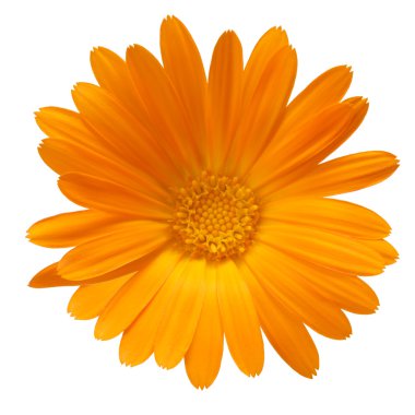 Calendula officinalis çiçek, kırpma yolu