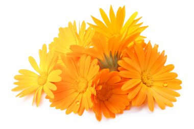 Calendula officinalis çiçek, kırpma yolları