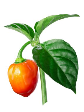 Turuncu Habanero biber, kırpma yolu