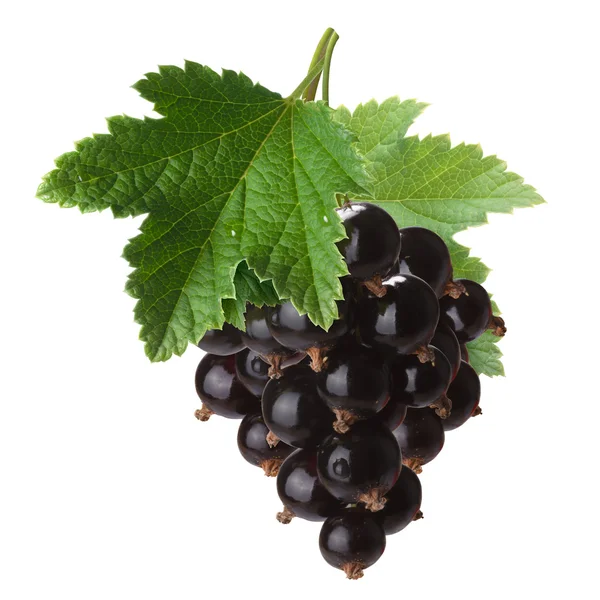 Blackcurrant bunch (Ribes Nigrum), clipping path — Stock Photo, Image