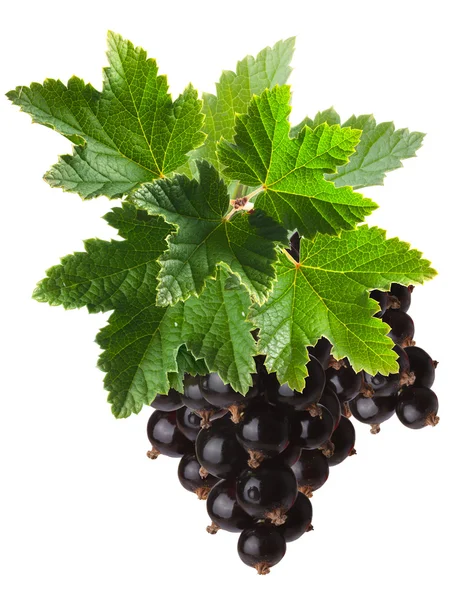 Svarta vinbär gäng (Ribes Nigrum), urklippsbana — Stockfoto