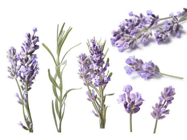 Blossoming Lavender (Lavandula), clipping paths — Stock Photo, Image