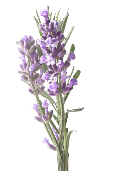 Virágzó levendula (Lavandula), vágógörbék — Stock Fotó