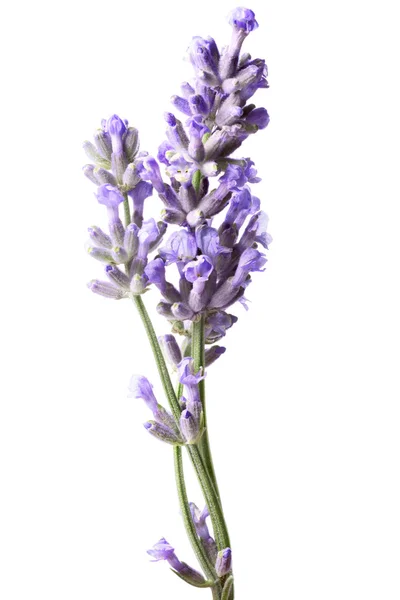 Blossoming Lavender (Lavandula), clipping paths — Stock Photo, Image