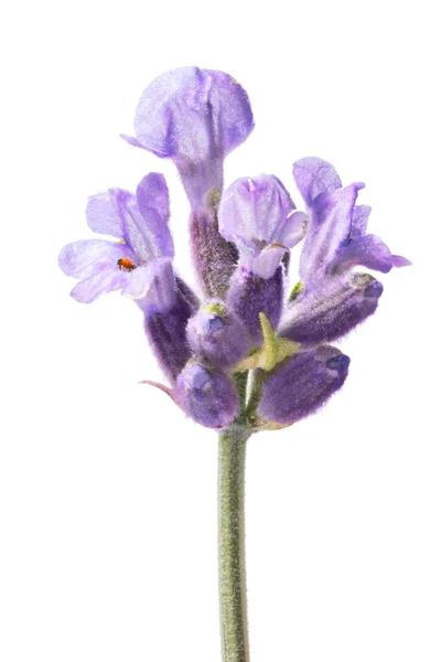 Blossoming Lavender (Lavandula), clipping paths — Stock Photo, Image