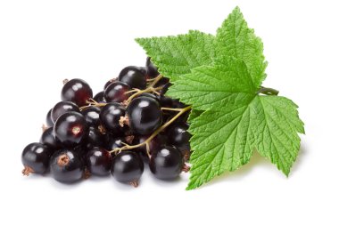 Blackcurrant bunch (Ribes Nigrum), clipping path clipart