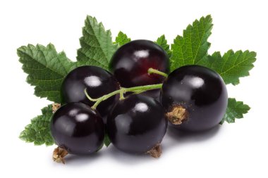 Blackcurrant grup (Ribes Nigrum), kırpma yolu