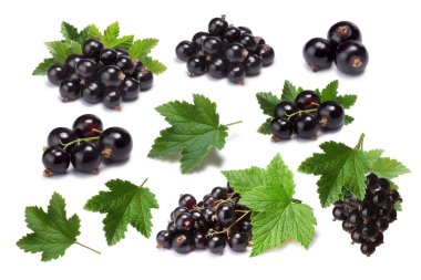 Set of blackcurrant berries (Ribes Nigrum) and leaves, paths clipart
