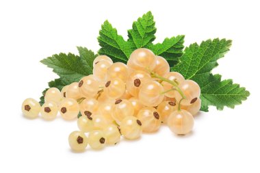 Whitecurrant grup (Ribes Rubrum) 