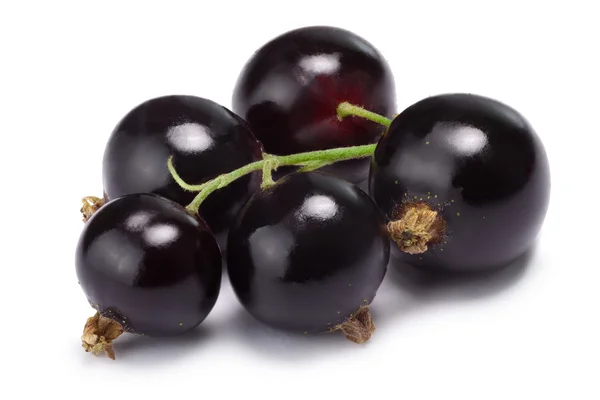 Schwarze Johannisbeere (ribes nigrum), Schnittweg — Stockfoto