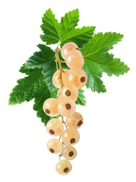 Whitecurrant 무리 (Ribes Rubrum), 경로 — 스톡 사진