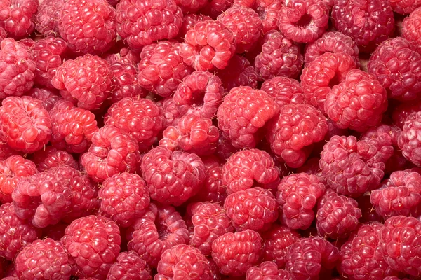 Latar belakang Raspberry (Rubus idaeus) — Stok Foto